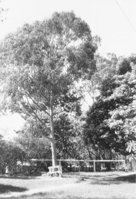Photograph, War Memorial Tree, North Ringwood State School - December 1972