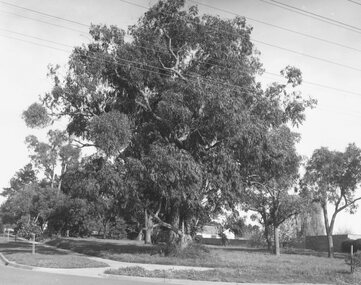 Photograph, 1973 view of the former site of Cass's School (1873-1894) at the corner of Everard Road and Maroondah Highway Ringwood East