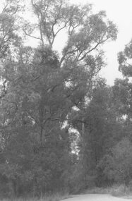 Photograph, Wombalano Park, Heathmont. 1984  (2 views)