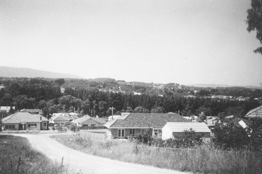 Photograph, Jewkes pine forest in Mullum Road. Ringwood. 1958