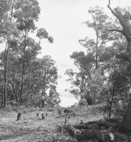 Photograph, Tree destruction, Ringwood East.  (C1960's)