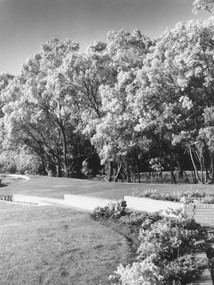 Photograph, Ice on trees in golf links. Location and Date unknown