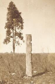 Photograph, Last post of stockyard, Blood's paddock, corner Wonga and Warrandyte Roads, Ringwood 1910  (4 views)