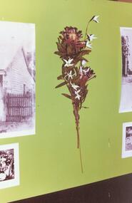 Photograph, Myer Eastland Australian Art display, March 1981