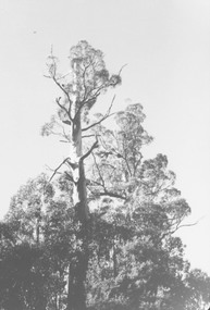 Photograph, Big tree on Jack Lundy Clark's property, Burlock Avenue, Ringwood North