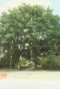 Photograph, 25 Allens Road Heathmont incl Oak Trees planted 1860 (Undated)