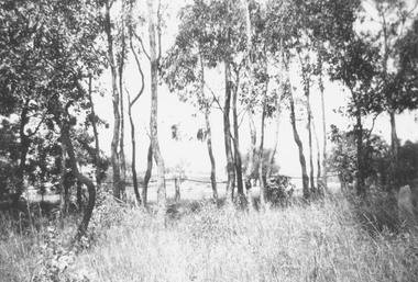 Photograph, Ringwood Reserve looking south towards Civic Place (Eastland) 1963