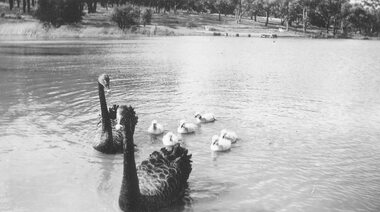 Photograph, Swans and cygnets on Ringwood Lake - 1950