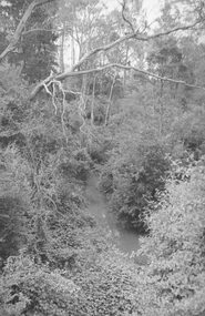 Photograph, Mullum Creek from bridge in Warrandyte Rd. Looking East 1970