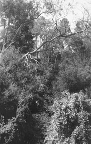 Photograph, Mullum Creek from bridge in Warrandyte Rd. Looking east, 1972