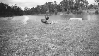 Photograph, Swans on Ringwood Lake, 1950