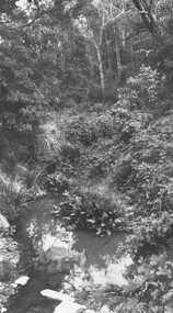 Photograph, Mullum Creek, 75 yds. east of bridge 1972