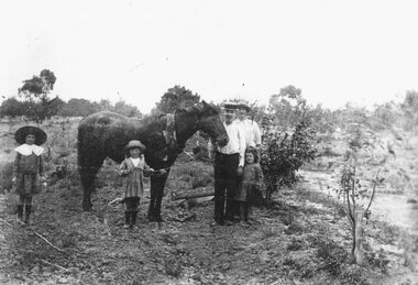Photograph, Walter Hunt ploughing his orchard. c1911