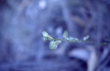 Slides, Seven slides of native plants and wild flowers taken along the Heathmont Railway Line c.1970, c.1970