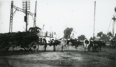 Photograph, Bullock team carting logs, on south side of Ringwood Railway Station near Bedford Road and Greenwood Avenue intersection - c.1930