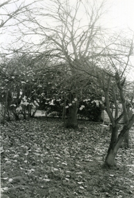 Photograph-B&W, Hill's Dairy, Canterbury Road, Ringwood 1989-Back Garden Fruit Trees, 6/07/1989