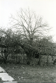 Photograph-B&W, Hill's Dairy, Canterbury Road, Ringwood 1989-Back Garden Fruit Trees, 6/07/1989