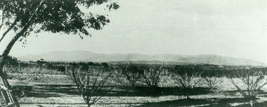 Photograph, Mansourah Picture Framing, Muller's Orchard, Corner of Canterbury Road and Dickasons Road in 1926, 1926
