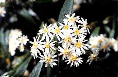 Photograph, Olearia lirata (Snowy Daisy Bush), c. 2000