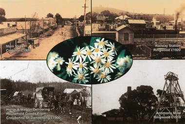 Postcard, Rose Stereo Graphic Co, Postcard with 4 small photos and oval with daisies in centre, top 4 sepia and w lower ones black and white