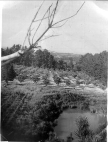 Photograph, Frazer's orchard 'Alkoomi', North Ringwood c1963. View Northwards