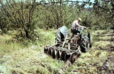 Photograph, Frazer's orchard 'Alkoomi' North Ringwood -  Disc harrowing with TEA20 Ferguson tractor - c1967