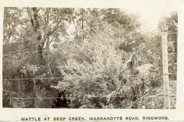 Postcard - Photograph/Postcard, Wattle at Deep Creek, Warrandyte Road, Ringwood. Handwritten Date 23/12/1915