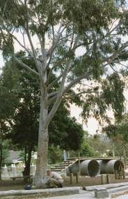 Photograph, North Ringwood SS Commemorative Tree, no date