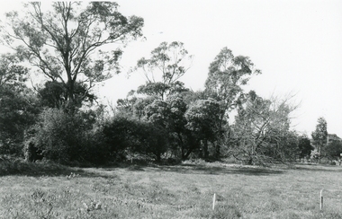 Photograph, Miles Avenue, Ringwood South of Mullum Mullum Creek. Survey pegs for new bypass on 27 September 1992