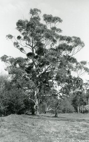 Photograph, Reynolds Avenue, Ringwood. Tree on North side of Mullum Mullum Creek on 27 September 1992