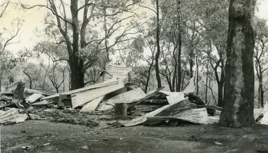 Photograph, After the 1939 Bushfires at Warranwood