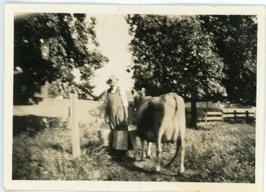 Photograph, Ringwood resident Norman Leslie Lade & milking cow circa 1950's
