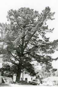 Photograph, 11th Nov 1988 – Pine tree at St Pauls next to Vicarage under threat of felling, 1988