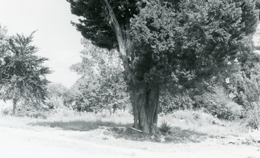 Photograph, Maroondah Hwy near Oban Road, 28th January 1991, 1991