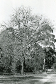 Photograph, The Mullum Mullum Creek track, the oak tree at back of library on 10th September 1989, 1989