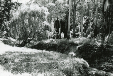 Photograph, Mullum Mullum Creek near New and Nelson Streets corner, looking upstream on 29th October 1989, 1989