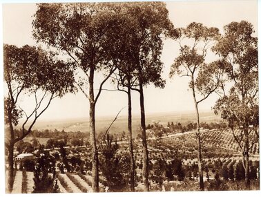 Photograph, View from "Reaghill" top of Homebush Court Ringwood -Circa 1909