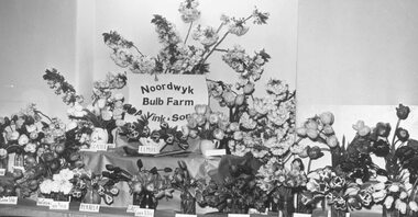 Photograph, Flower display Noordwyk Bulb Farm - A Vink & Son. Ringwood Circa 1960