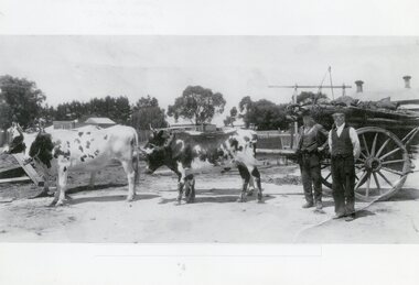 Photograph, George Paul Burns with ox dray Circa 1920's