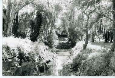 Photograph, Mullum Mullum Creek- 29-10-89
