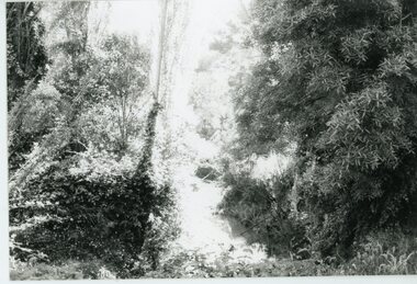 Photograph, Mullum Mullum Creek- 29-10-89