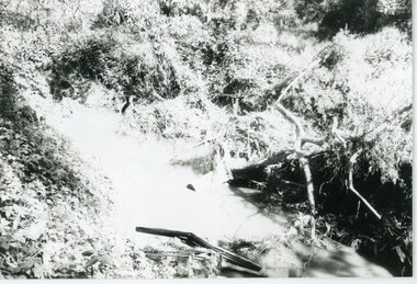 Photograph, Mullum Mullum Creek- 29-10-89