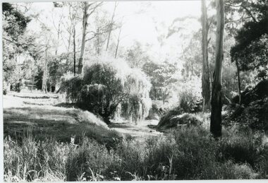 Photograph, Mullum Mullum Creek- 29-10-89