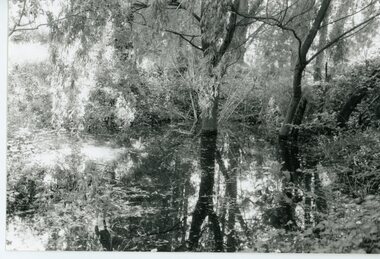 Photograph, Mullum Mullum Creek- 29-10-89