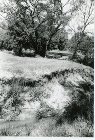 Photograph, Mullum Mullum Creek- 29-10-89