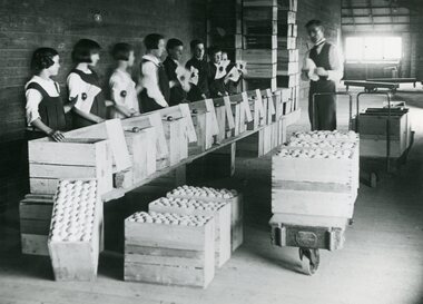 Photograph, Apple packing class, Mr Krone instructor. Ringwood c1926