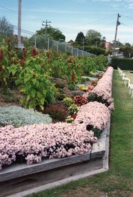 Photograph, Ringwood Bowls Club - Old Bowls Club, Miles Avenue, various scenes