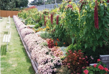 Photograph, Ringwood Bowling Club- Gardens around greens, 1992