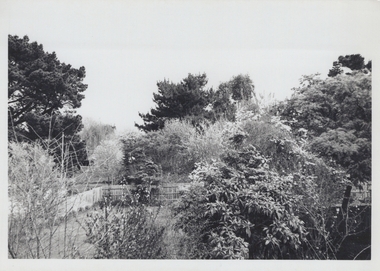 Photograph, Looking towards Mrs Seggie's backyard (used to be a Shetland pony paddock) and the HUGE pine in the Webber's backyard 93 Ringwood Street c1970