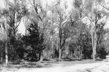 Photograph, Maroondah Highway East, Ringwood- 1969. Bushland at top end of RingwoodLake